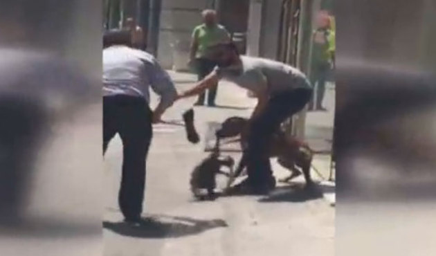 Ankara'da pitbull dehşeti! Kediyi dişlerinden kurtarmak için böyle çabaladılar / VİDEO