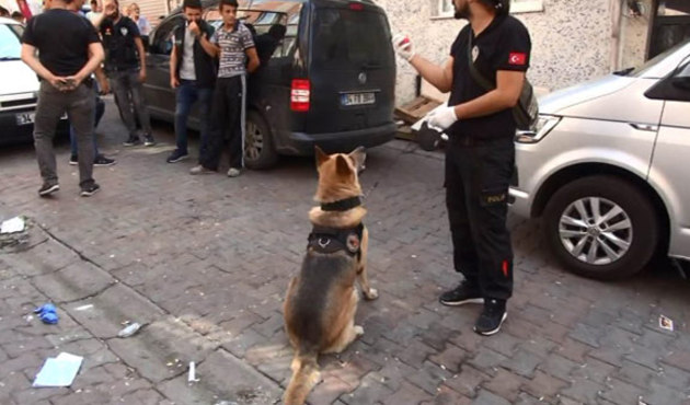 Çöpe saklanan bonzaiyi Panzer buldu!