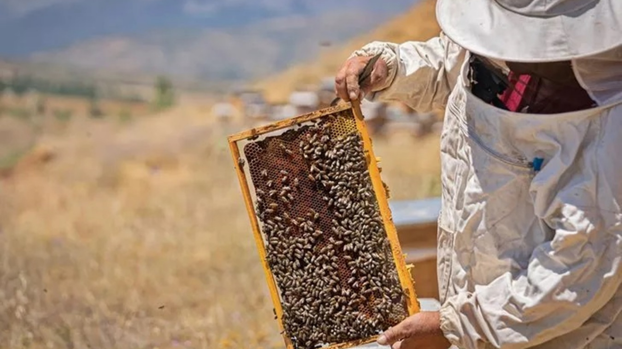 300 kilo çıkıyor, 30 ton satılıyor! Sahte bal üreticilerine uyarı: Türk balının Avrupa’ya ihracatı engellenebilir