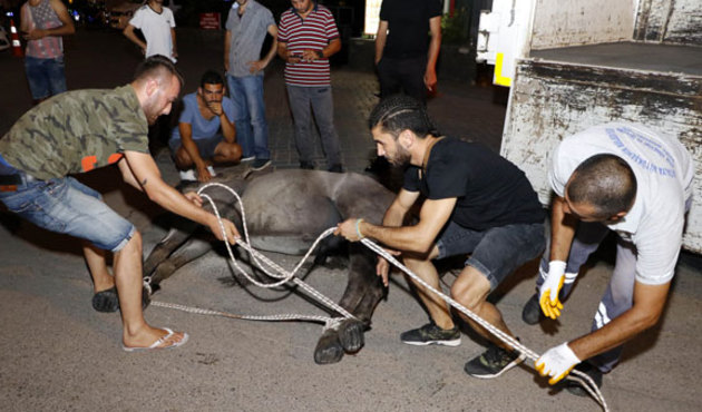 Antalya'da insanlık ölmüş dedirten görüntü!