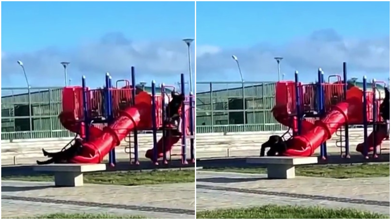 Çocuk parkında eğlenmek isterken kaydırakta sıkıştı! Şili Devlet Başkanı'nın zor anları kamerada