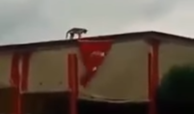 Türk Bayrağı açan kedi görenleri şoke etti! / VİDEO