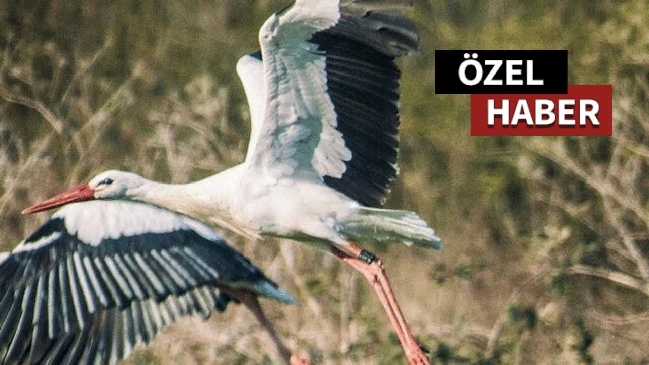 Leylek Jonas, Kartal kurbanı oldu!