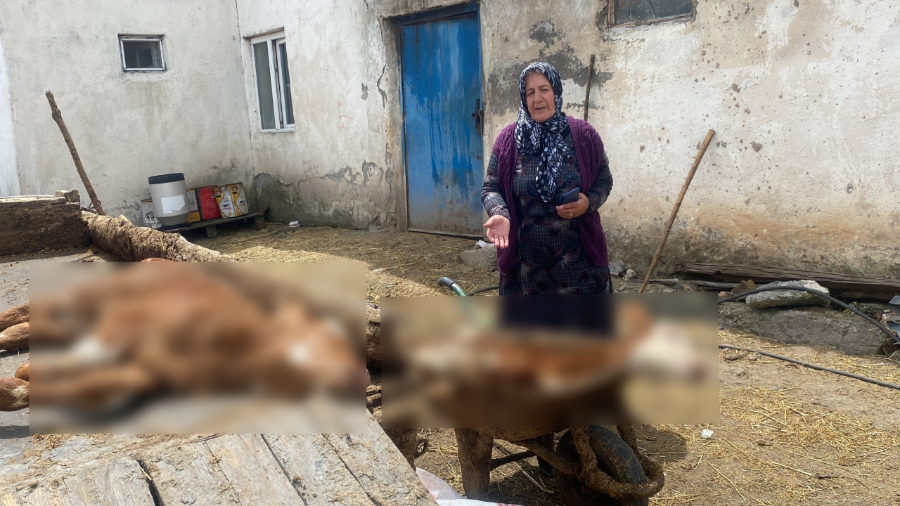 10 günde 70 buzağının öldüğü köyde inceleme başlatıldı! 15 dakika içinde öldürüyor