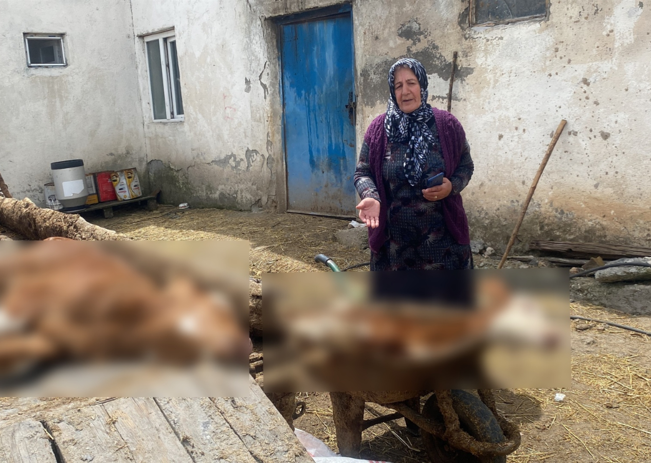 10 günde 70 buzağının öldüğü köyde inceleme başlatıldı! 15 dakika içinde öldürüyor