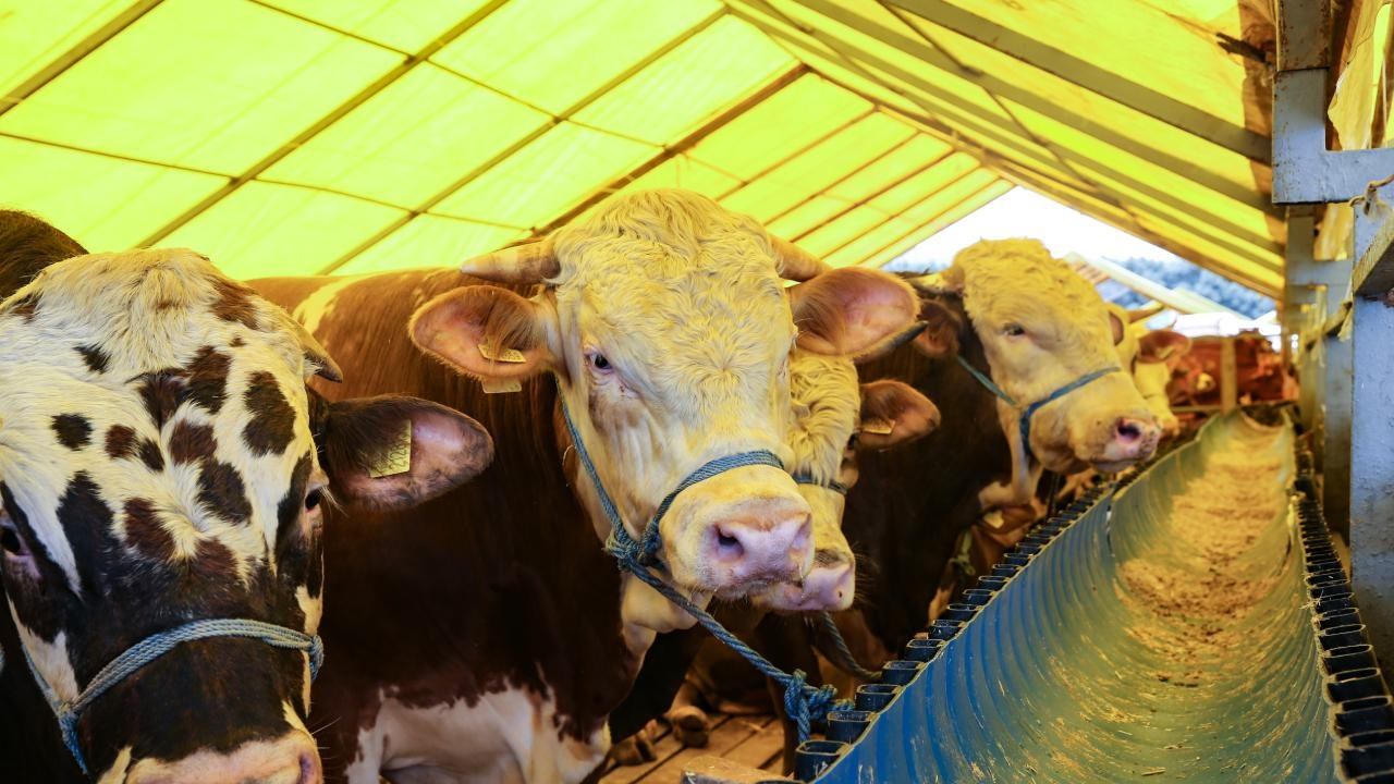 Kurban fiyatlarında cep yakan artış! Yüzde 150 oranında zamlandı