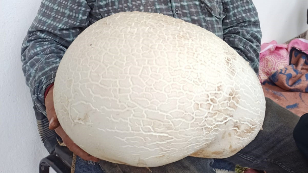 Böylesi ilk kez görüldü! Dev mantarı bulan çiftçi 'korka korka yaklaştım' dedi