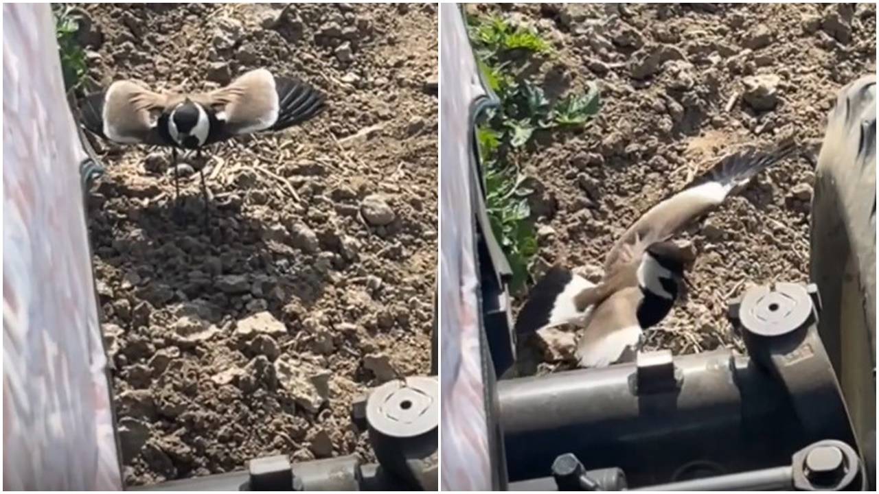 Tarladaki yumurtalarını korumak isteyen kuş, kanatlarını açarak traktöre karşı koydu!
