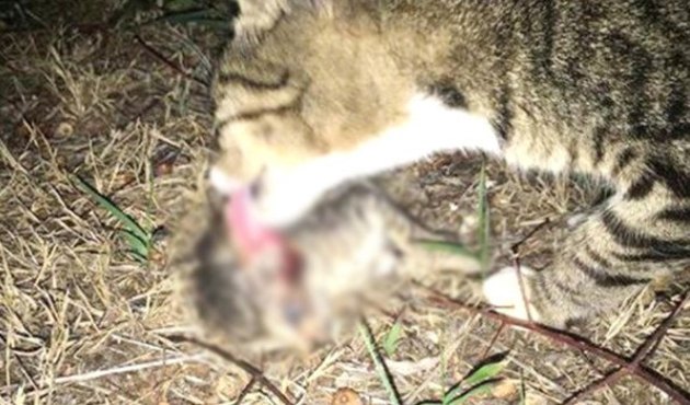 Antalya’da kedi katliamı... Zehirleyip başlarını ezdiler!
