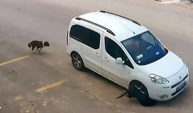 Köpekleri bilerek ezen sürücü konuştu / VİDEO