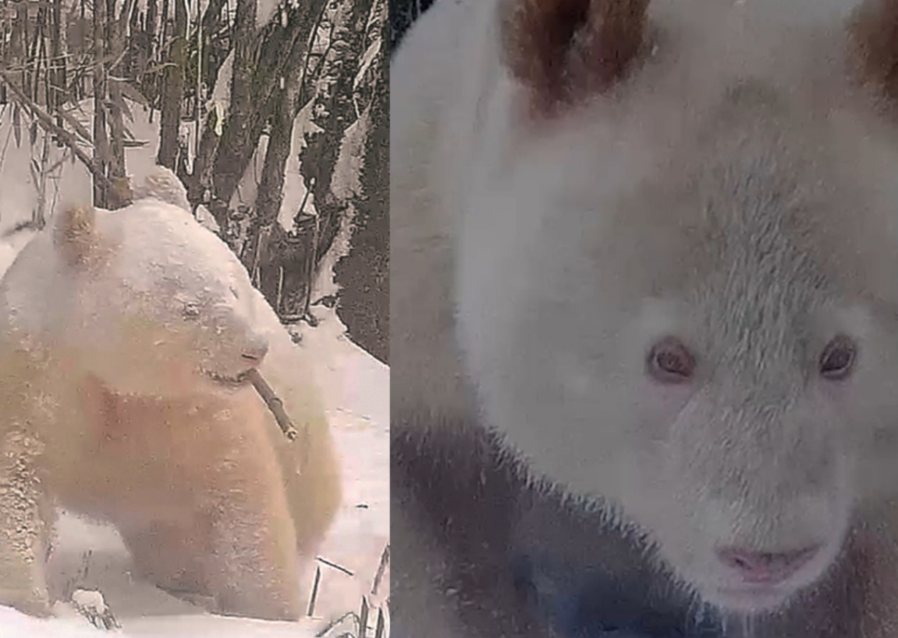 Dünyada eşi benzeri yok: Albino panda ilk kez görüntülendi