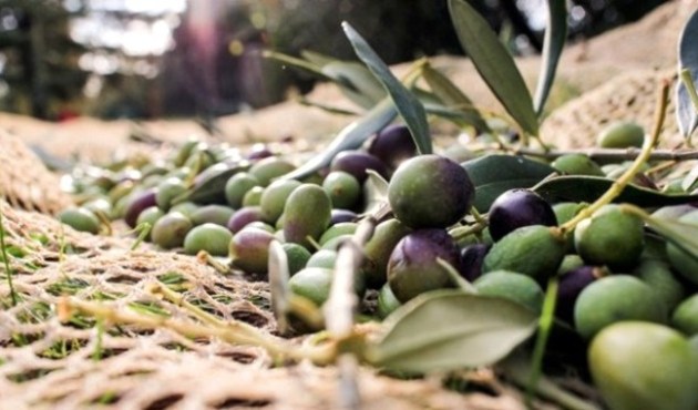 Bakanlıktan vatandaşa ceviz veya zeytin ormanı kurma fırsatı...