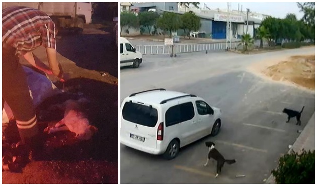 Konya ve Antalya'da köpek katliamı! / VİDEO