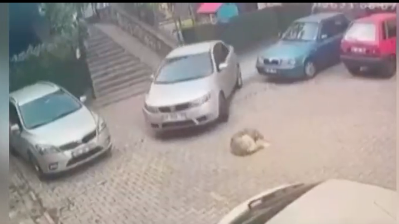 Otoparktan aracıyla çıkan sürücü yerde yatan köpeğin üzerinden geçti