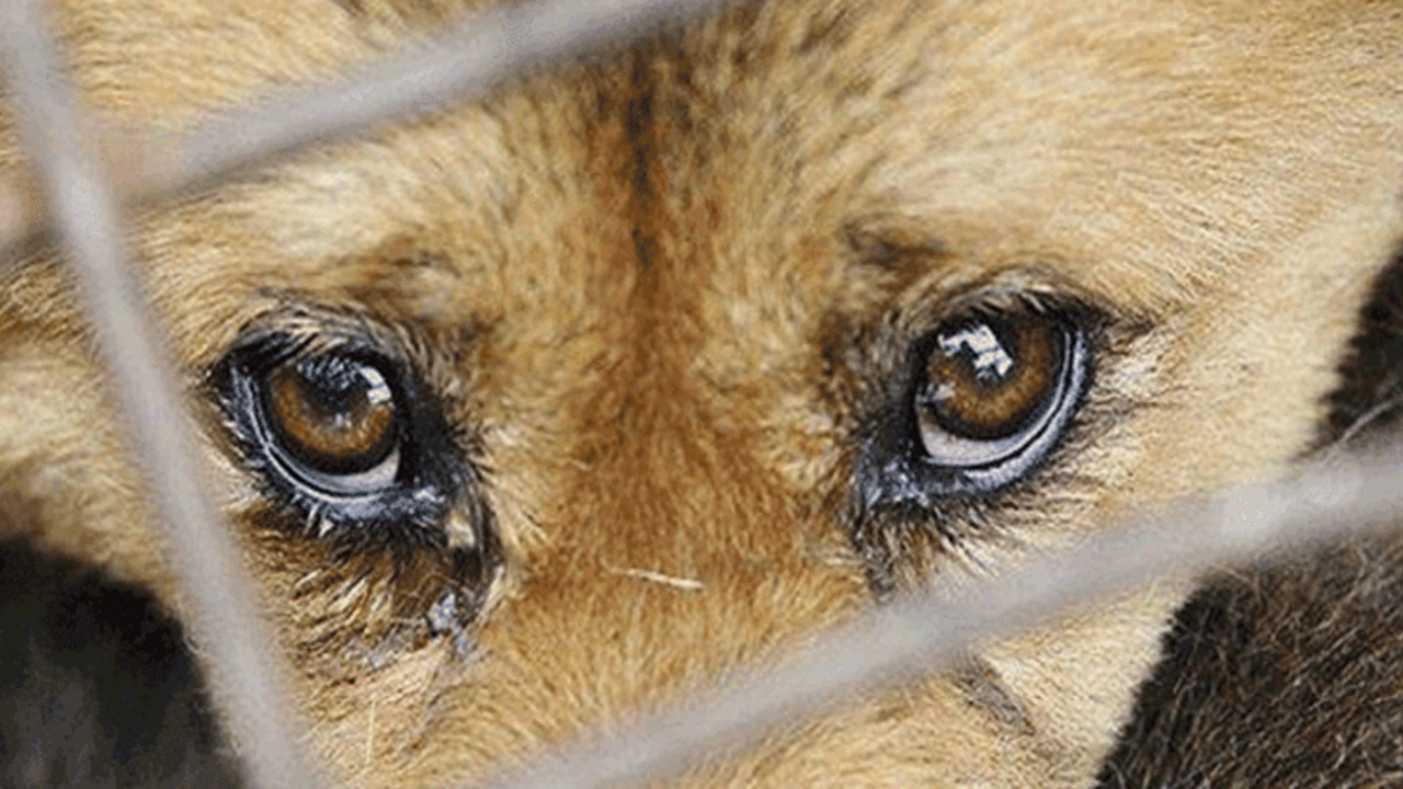17 köpek ağaca asılı halde bulunmuştu! Belediyeden açıklama geldi