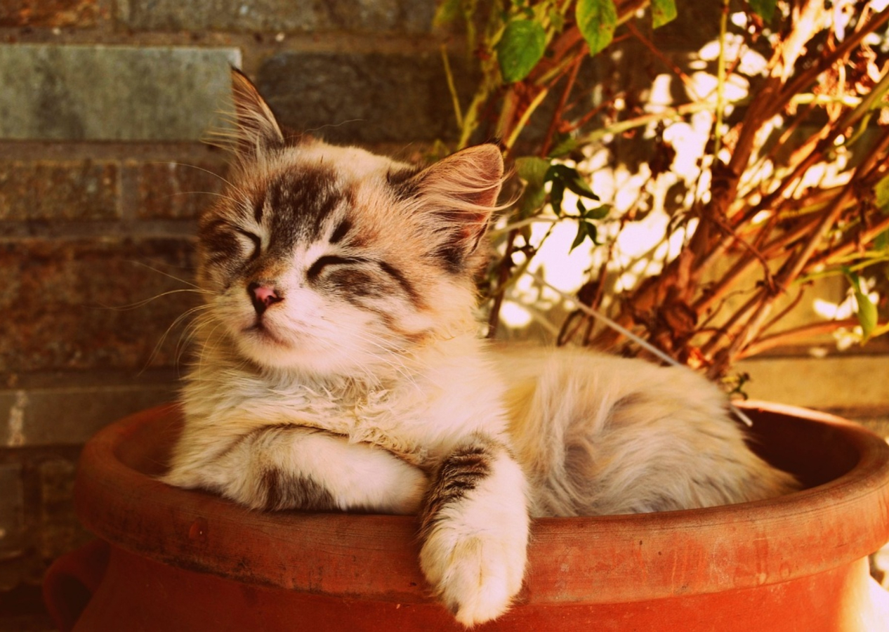 Kedi sahipleri ve sahiplenmek isteyenler dikkat! İşte Kedi bakımında dikkat etmeniz gereken 10 önemli nokta!