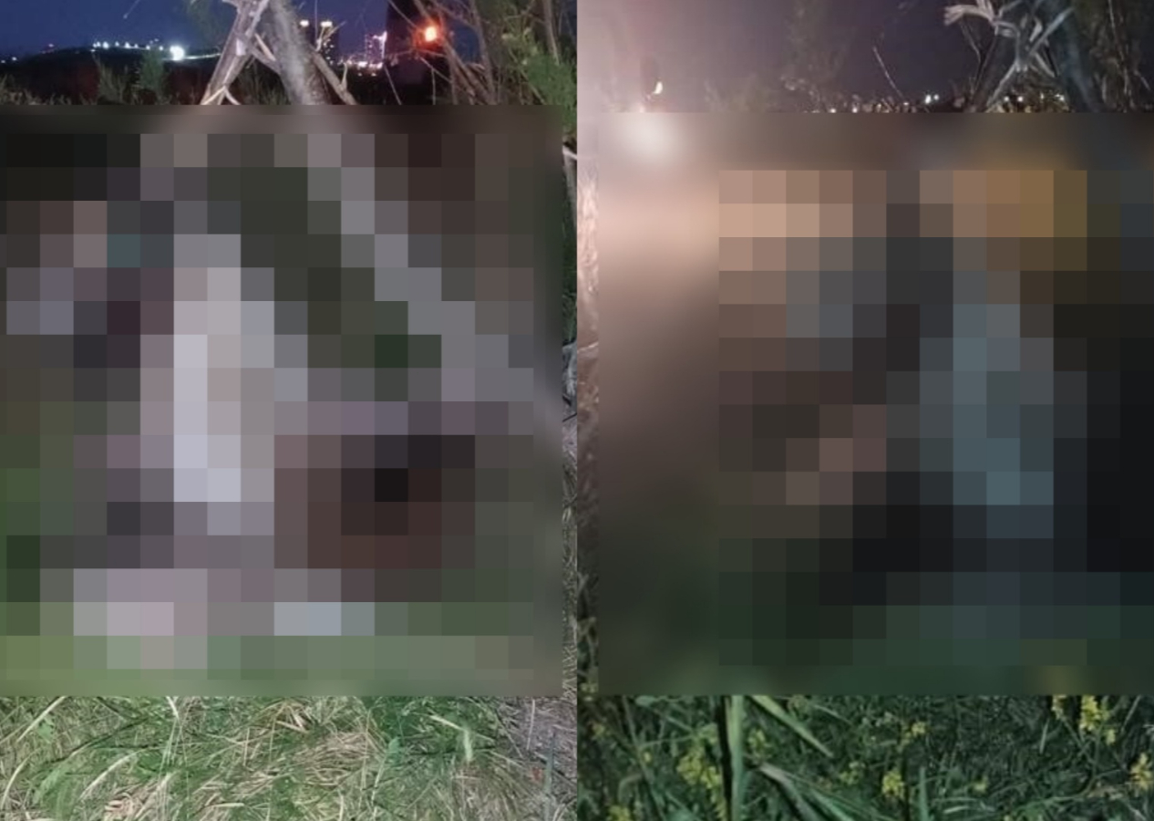 Köpekleri beslemeye giden hayvanseverler korkunç manzarayla karşılaştı: 17 köpek ağaca asılmış halde bulundu