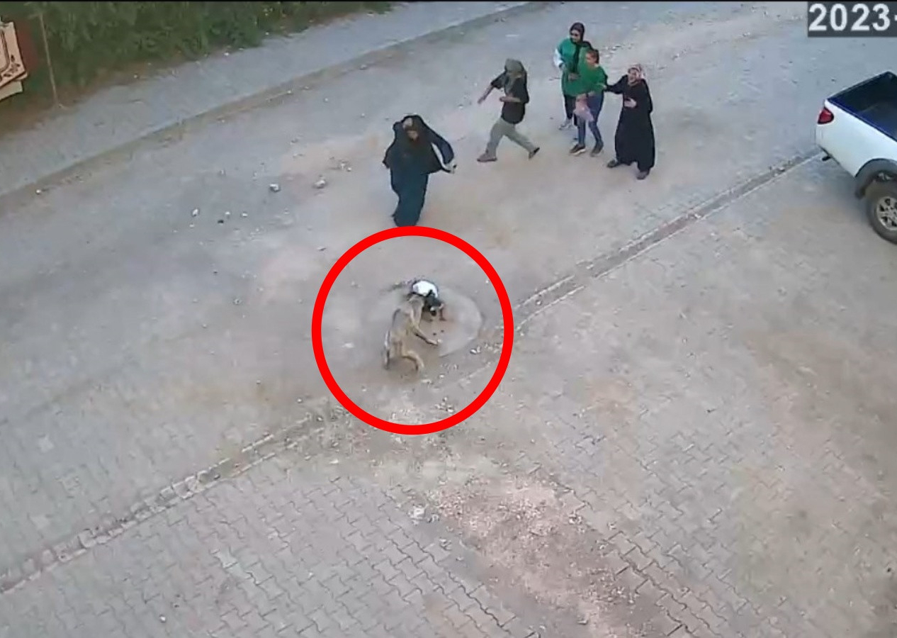Sokak köpeği, ailesinin yanındaki kız çocuğuna saldırdı! Dehşet anları saniye saniye kamerada!