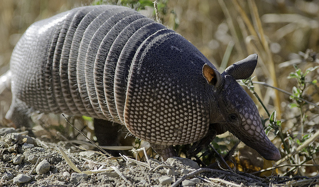 Armadilloya ateş eden adam, seken mermiyle kendini yaraladı!
