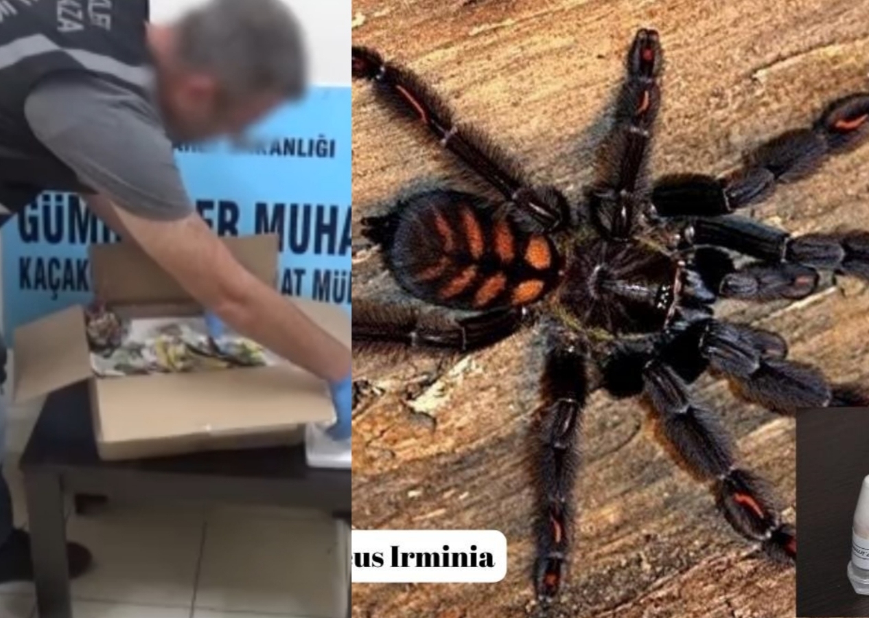 Türkiye'ye gönderilen postadan 76 adet tarantula çıktı