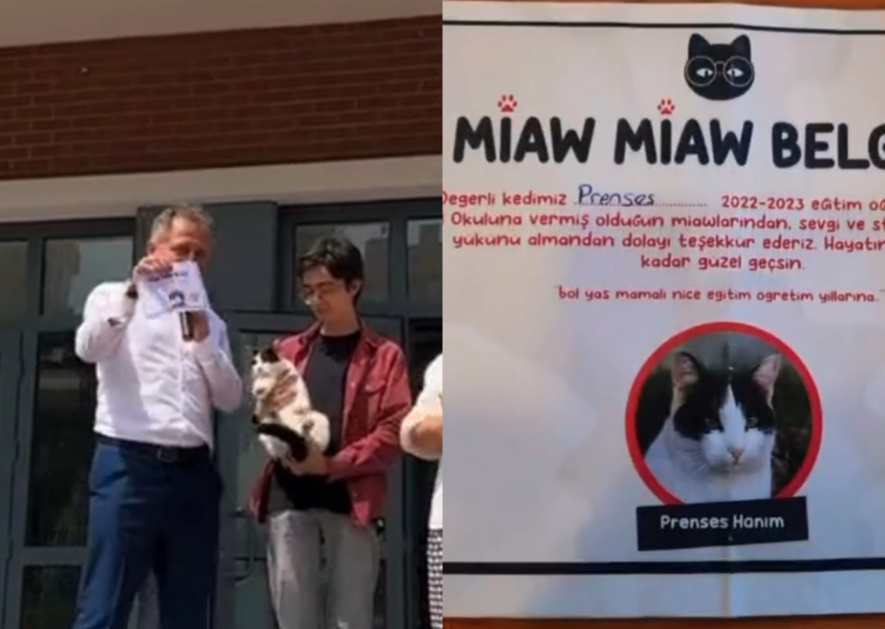 Okulun maskotu kedi 'Prenses'e karne töreninde “Miyav Miyav Belgesi” verildi