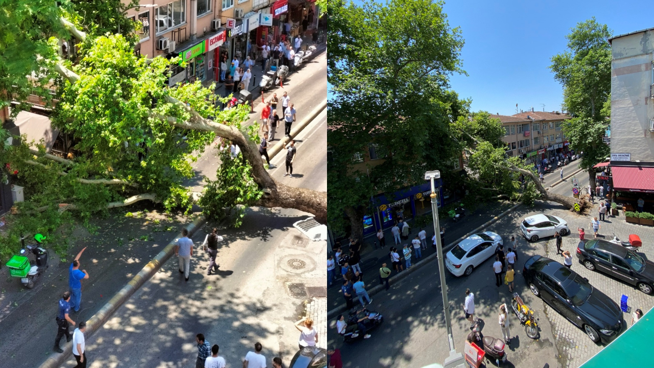 Çengelköy'de ana cadde üzerindeki asırlık çınar devrildi!