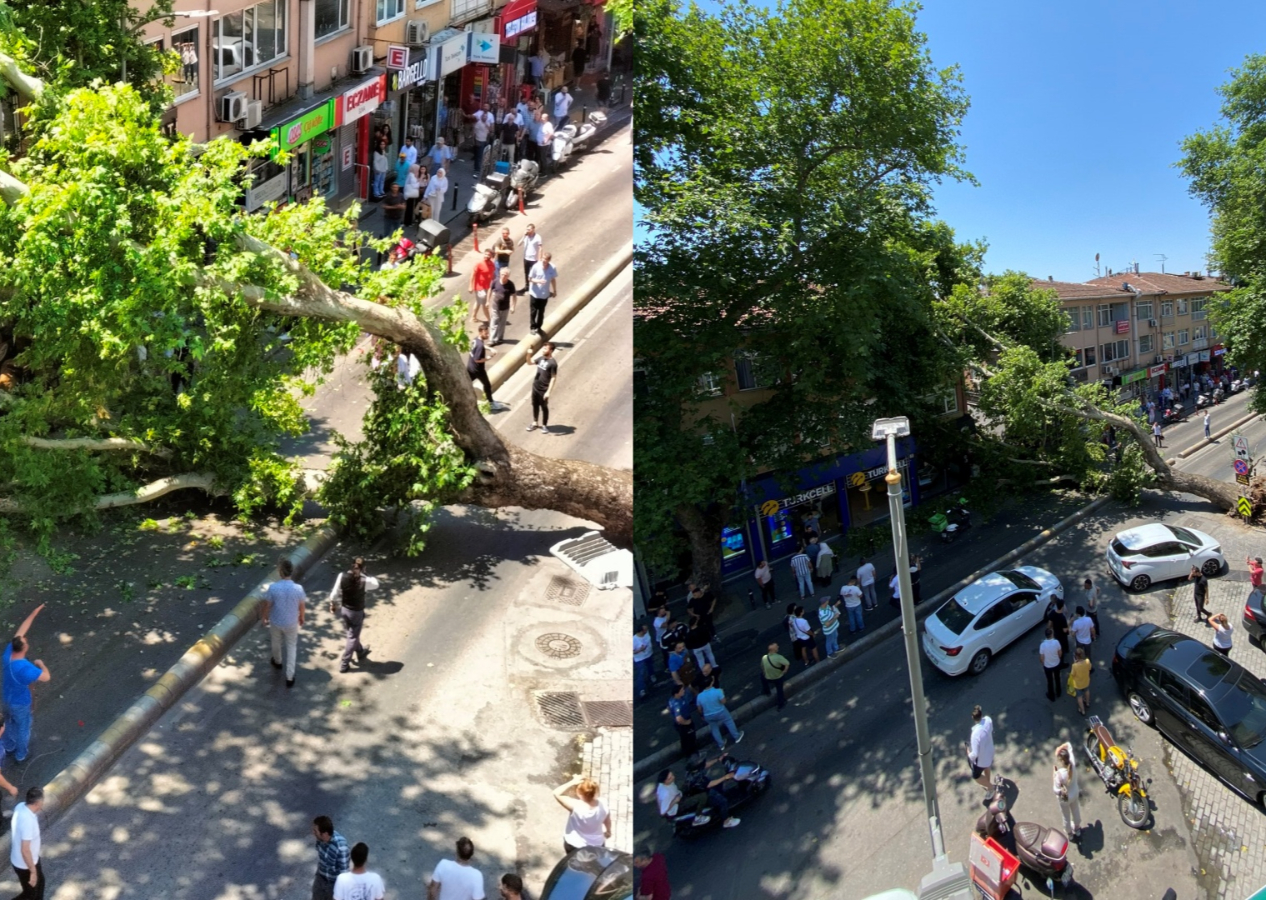 Çengelköy'de ana cadde üzerindeki asırlık çınar devrildi!