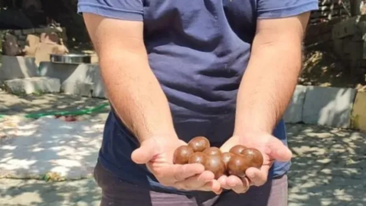 Kurbanlık koyunun karnından çıkanlar görenleri şaşkına çevirdi