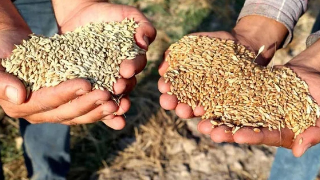 TMO buğday ve arpa stokları için uygulanacak satış fiyatlarını belirledi