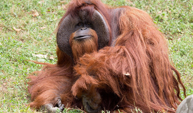 İşaret diliyle konuşan orangutan 39 yaşında öldü!