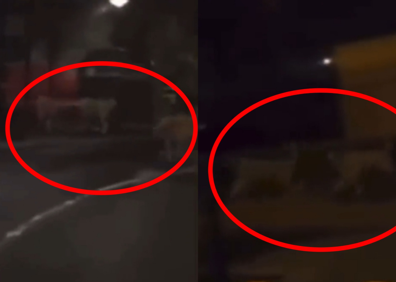 Fransa sokaklarında 3 aslan görüntülendi! Protestocular hayvanları serbest bıraktı
