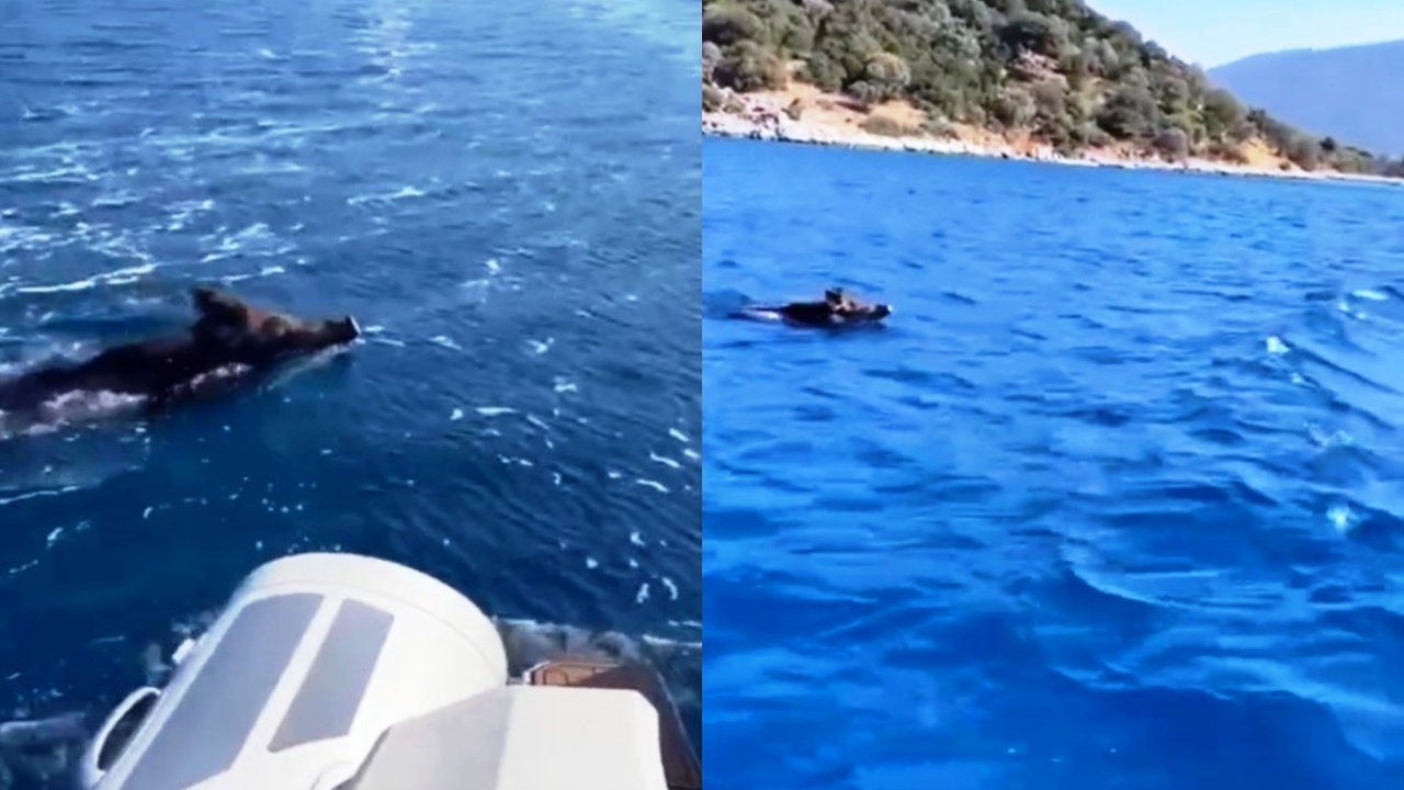 Bodrum'da sıcaktan bunalan domuz denize girip yüzdü!