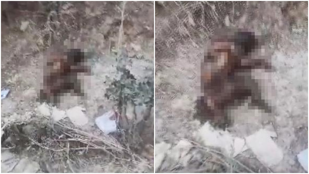 Yol kenarında görenlerin kanı dondu! 6 aylık köpeğin ayaklarını kesip, ateşe verdiler