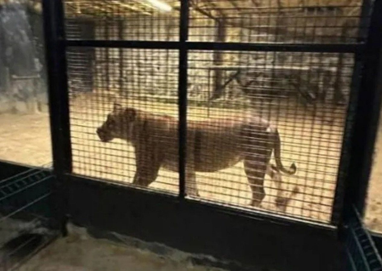 İstanbul'da aslan avı! İlaçlı ok ile yakalandı! Aslanın sahibi bakın kim çıktı...