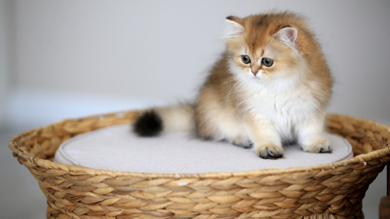 Rüyada kedi sevmek ne anlama gelir
