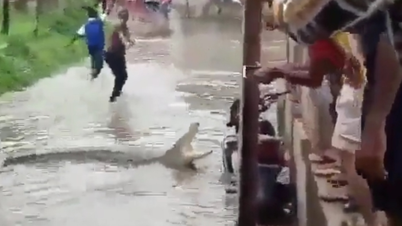 Hindistan'da sel felaketi sonrası timsahlar sokakları bastı!