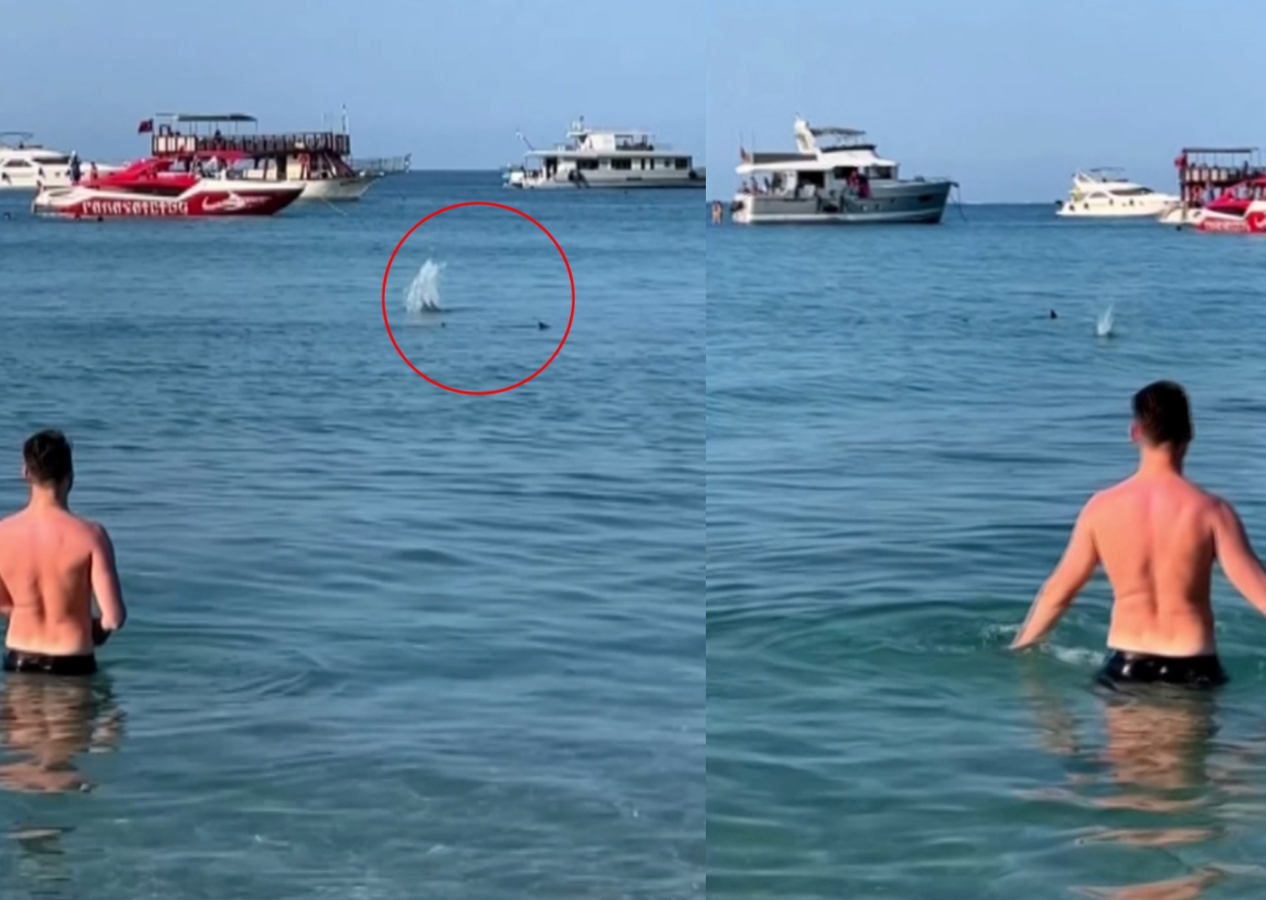 Antalya'da vatandaşlar köpek balığı sanıp nesli tükenmekte olan türü taşladı!