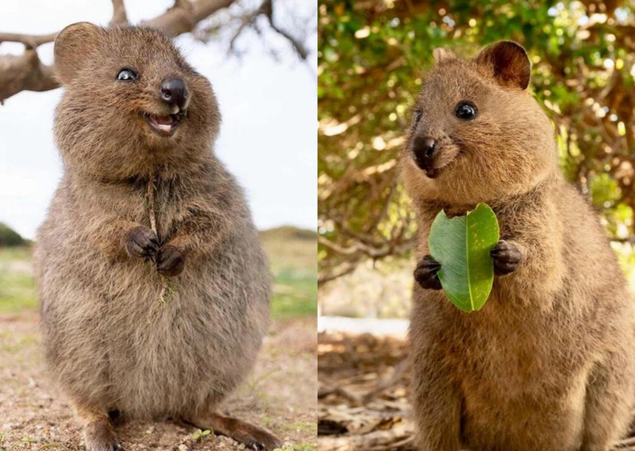 Dünyanın en mutlu hayvanı Quokka'nın fotoğrafları moralinizi yerine getirecek: Peluş oyuncak gibi...