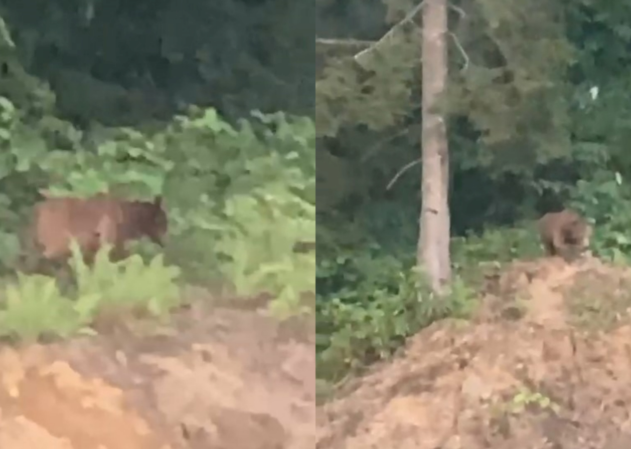 Rize'de bir vatandaş evinin yakınına gelen ayıyı 'kışt' diyerek kovmaya çalıştı