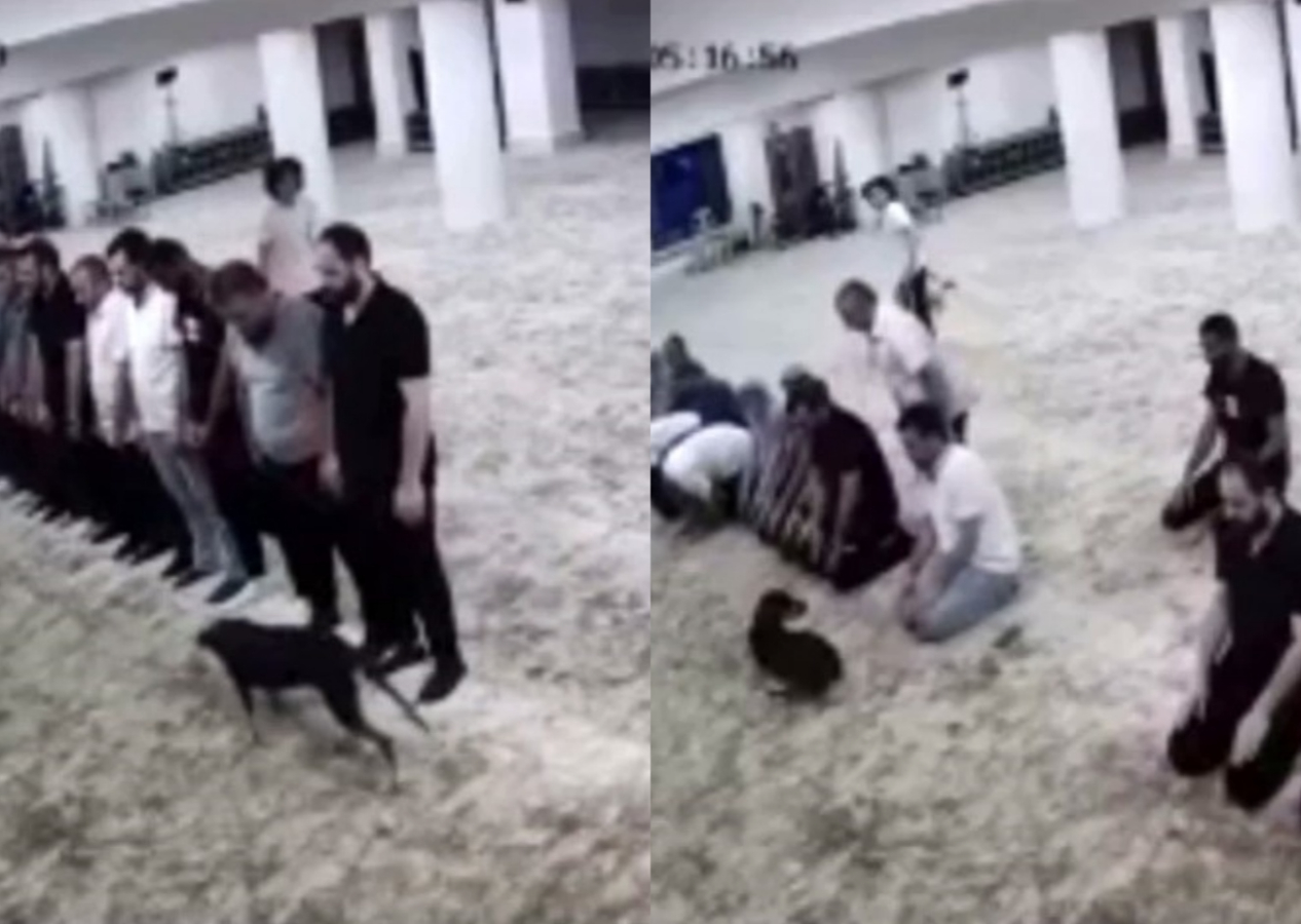 Namaz vakti camiye giren başıboş köpek cemaate zor anlar yaşattı