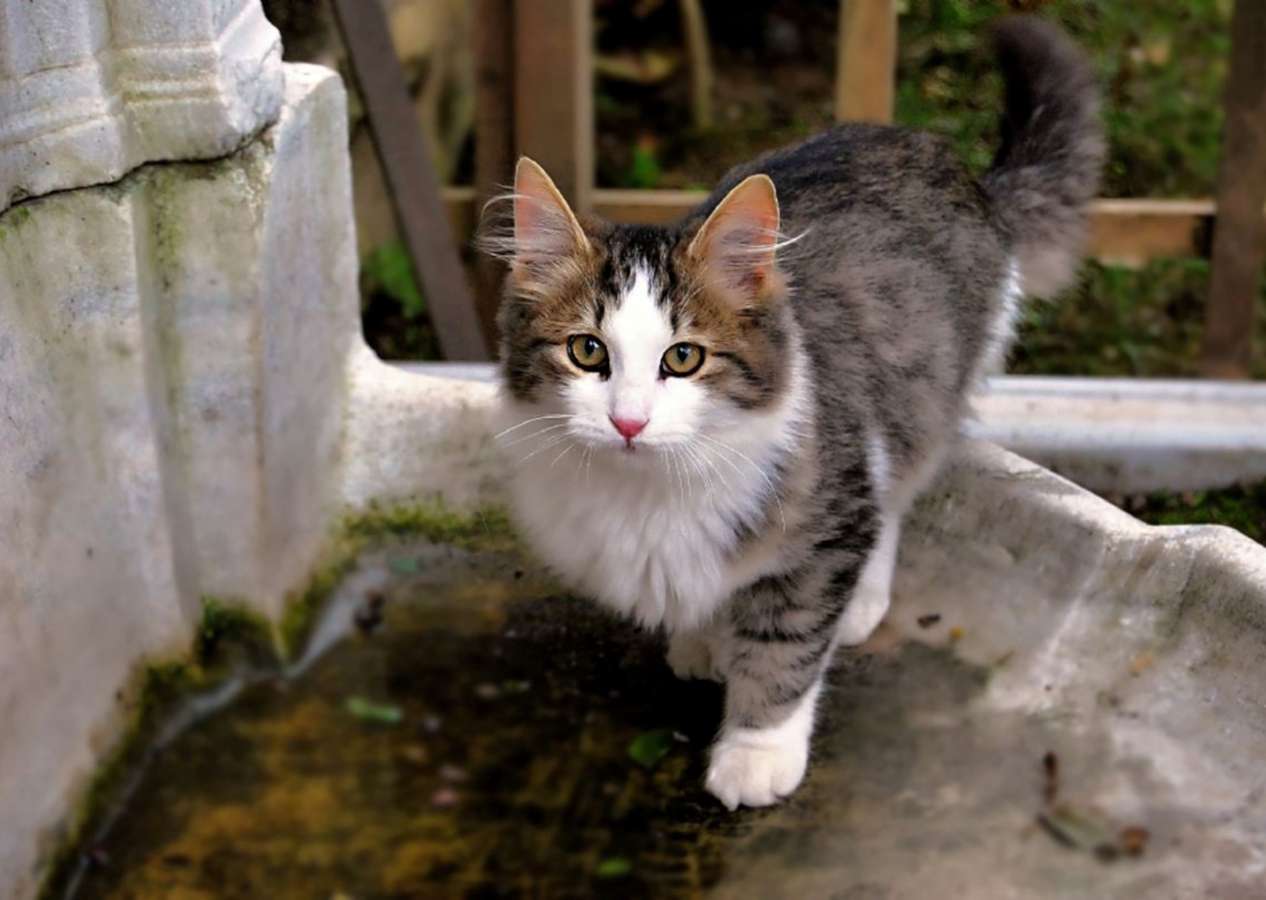 Güney Kıbrıs'ta 7 ayda tam 300 bin kedi öldü! Endişelendiren salgın...