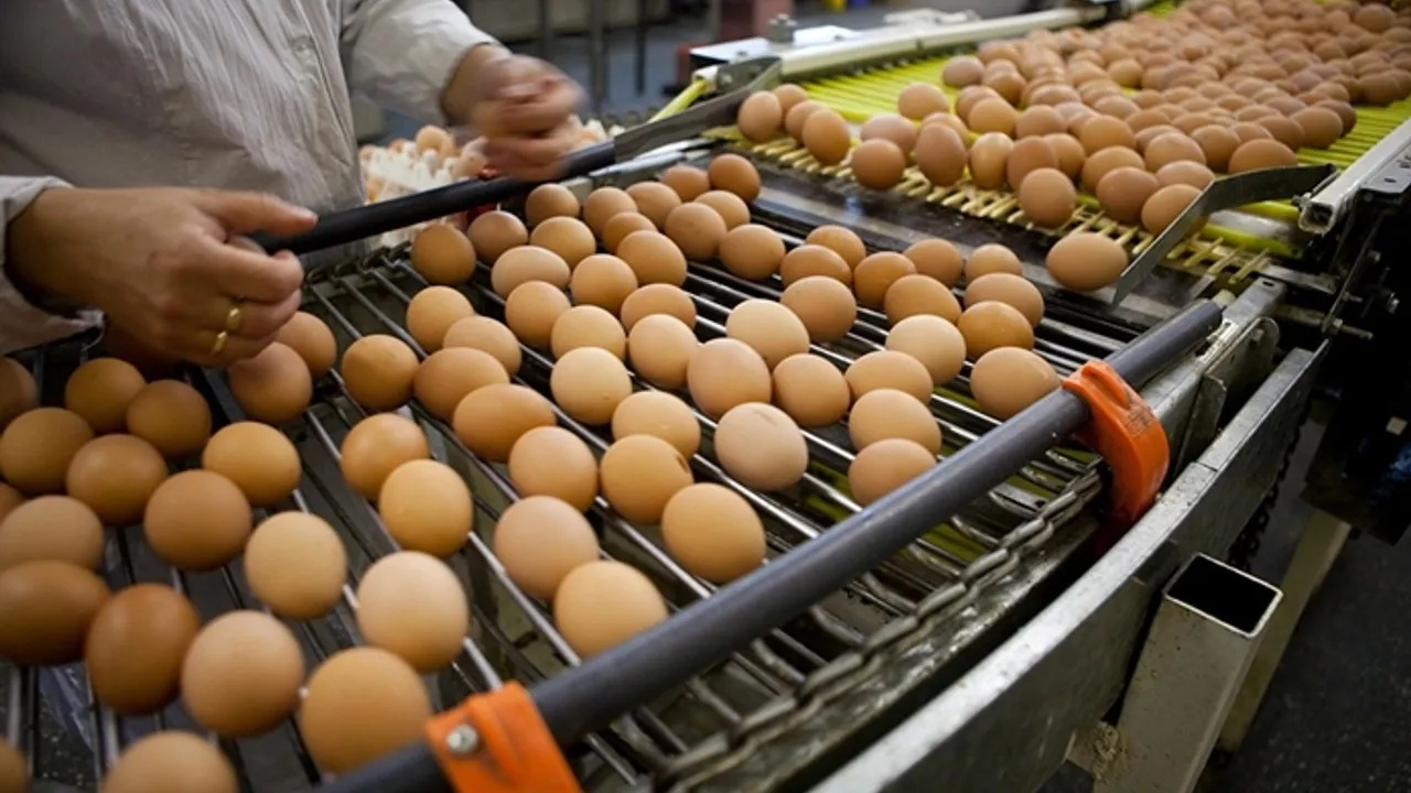 Tayvan’a satılan kanserojen maddeli yumurtalar imha edildi: Bakanlık'tan inceleme