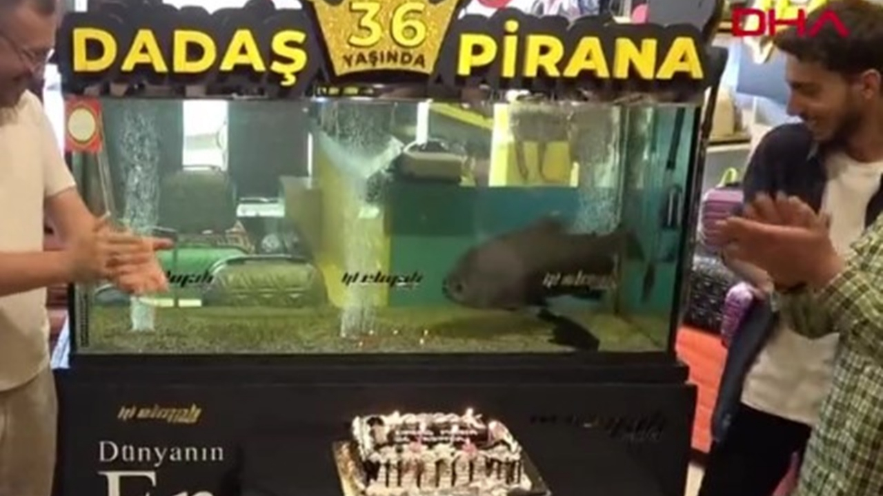 36 yaşına giren piranaya dadaş usulü doğum günü kutlaması! Hediyesi şaşkınlık yarattı