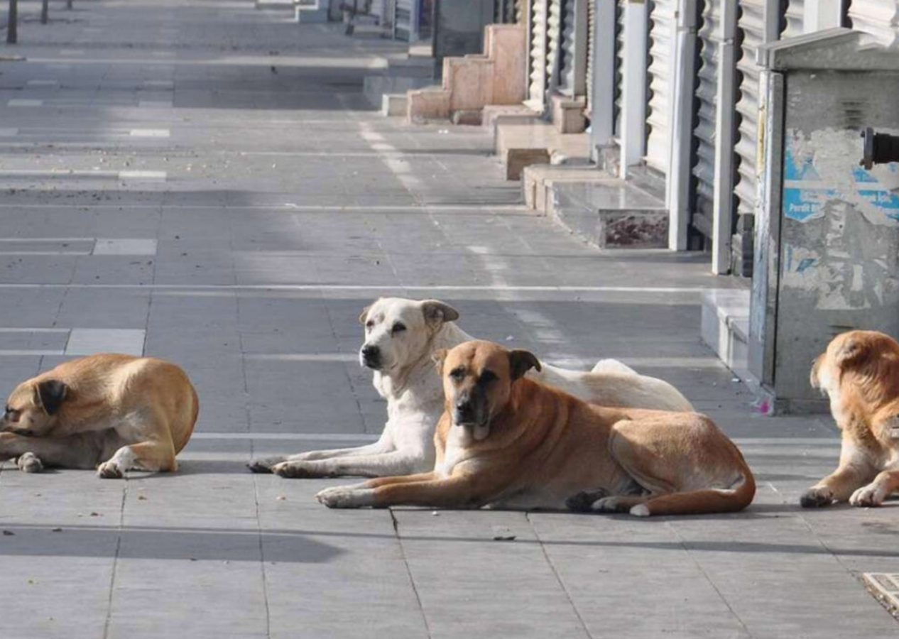 İstanbul Valisi Gül'den 39 ilçeye ‘sokak köpeklerini toplayın’ talimatı