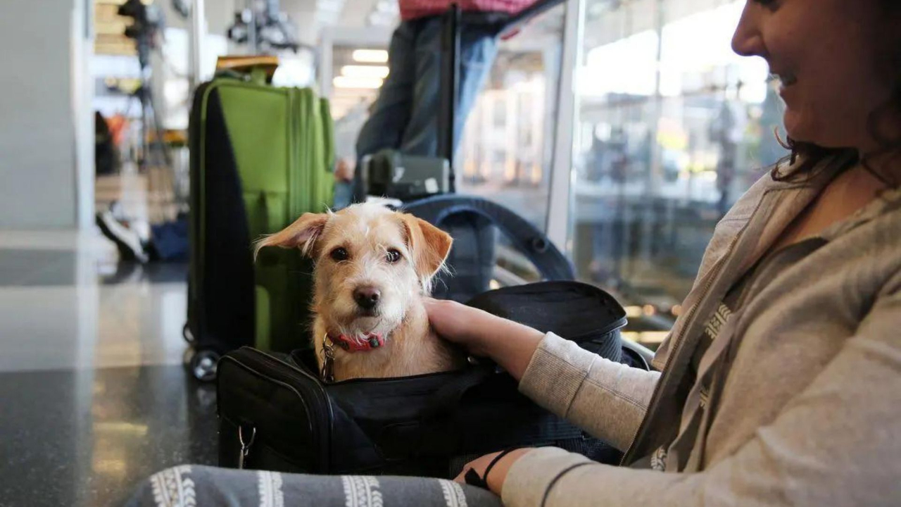 İETT otobüslerine köpekle binilebilir mi?