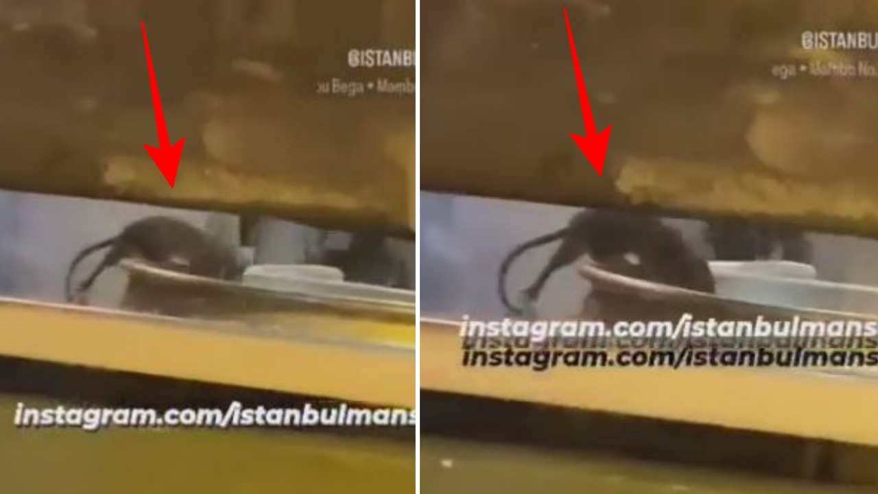 İstanbul Sirkeci'de bir börekçide skandal görüntü: Fare, tezgahta cirit attı...
