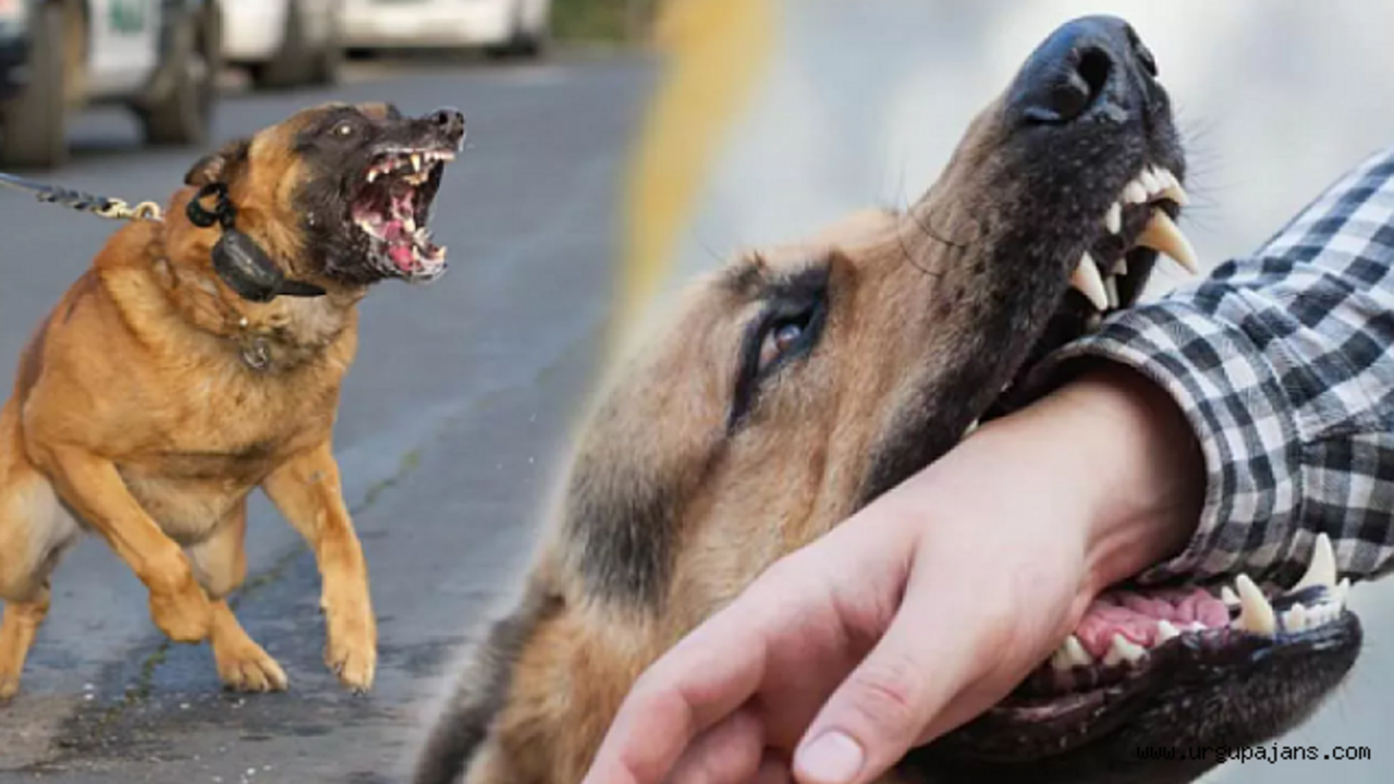 Başıboş köpek sorunu için kritik çözüm önerisi!