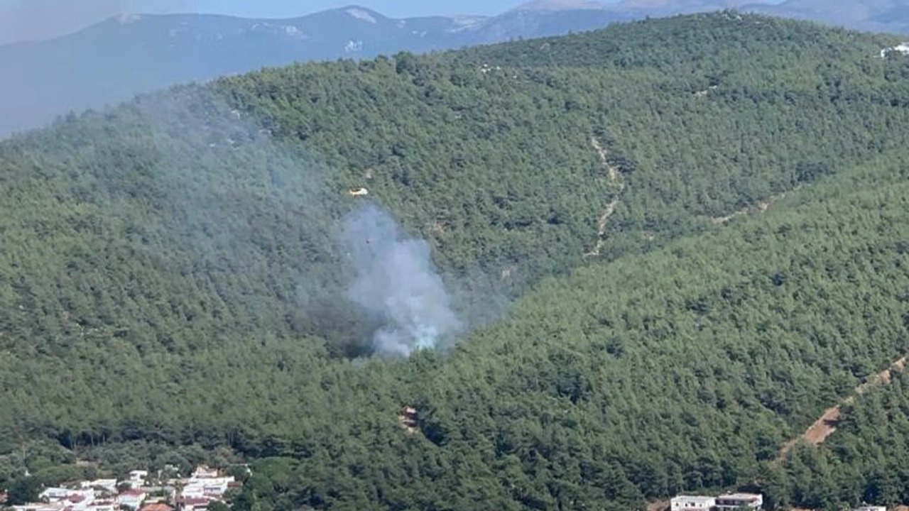Bodrum'da orman yangını
