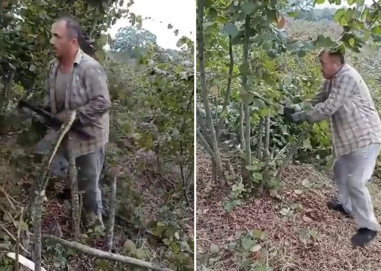 Fındık fiyatlarına sinirlenen üretici, eline balta alıp fındık ağaçlarını kesti!