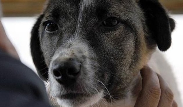 Köpeğini döven kişiye ibretlik ceza!